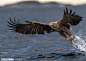 Bye bye Mr Eagle by jose pesquero on 500px