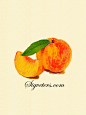 手绘水彩插画素材 水果系列--桃子一只。
