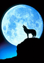 The Wolf Moon is the name given by Native Americans to a full moon that occurs in January. Native Americans chose this name because they heard hungry wolf packs howl outside the villages. This full moon is also known as the Old Moon or the Moon After Yule