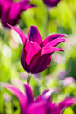 Tulipa 'Burgundy' 郁金香"勃艮第"