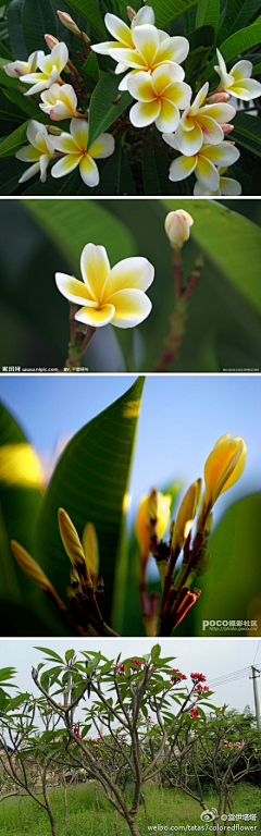 流浪的阿笨猫采集到植物素材