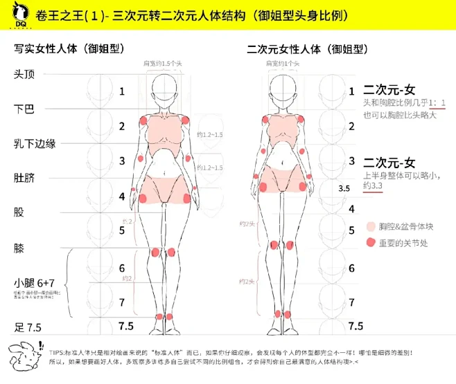 【卷王之王-1】三次元转二次元人体结构