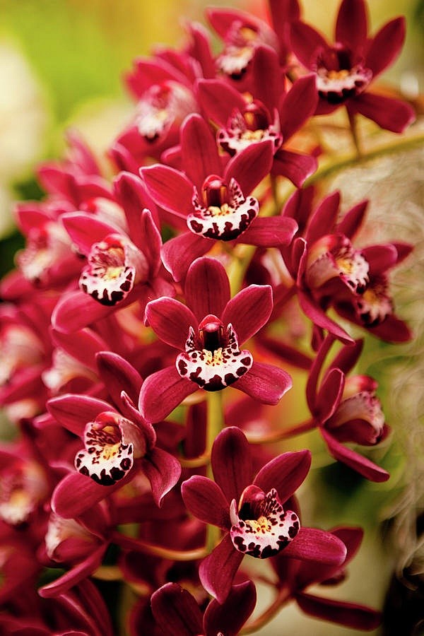 Red Cymbidium Orchid...