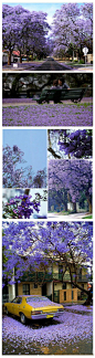 【蓝花楹】这大片大片的蓝紫色花朵叫蓝花楹，落叶乔木，最近的花期在4-6月，一年开花2次。如此清新美丽的蓝花楹，花语却是：绝望中等待爱情！绝望中绽放的紫色迷情，你被迷住了吗？#