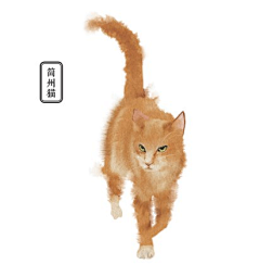 甲板喵采集到猫咪