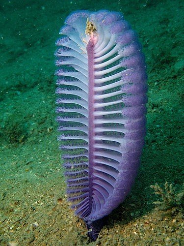 Sea Pen coral海笔珊瑚