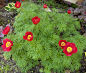 Paeonia tenuifolia。细叶芍药。