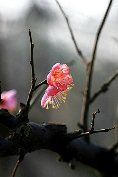 秋逸雅采集到梅兰竹菊