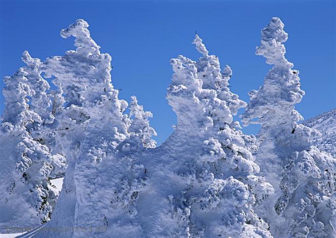 树林树木-阳光下被冰雪包裹得严严实实的一...