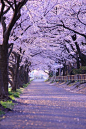 樱花，日本京都