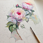 Queen of Sweden rose in watercolor : Watercolor