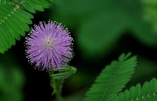 含羞草
花语：害羞，敏感，礼貌