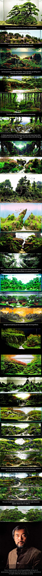 This is just amazing . . . . . . . . . . . . . . . . . . . . . . . . . . . These are aquariums. This is the art of a aquascaping.: 