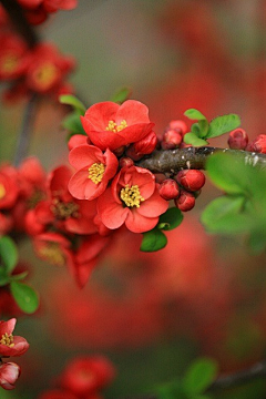 vitaxiangshang采集到花朵