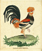 Animal-Bird-Martinet-Rooster-Phasianus-Gallus-Cristatus
