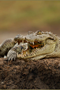 archangvl:

Nile Crocodile | Sandra Rademaker |
