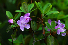 十四公主~采集到杜鹃花