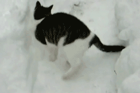 当猫遇上雪
