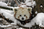 magicalnaturetour:

Cute even in the snow by cycophuk via reddit