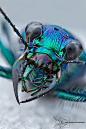 Tiger beetle head: 