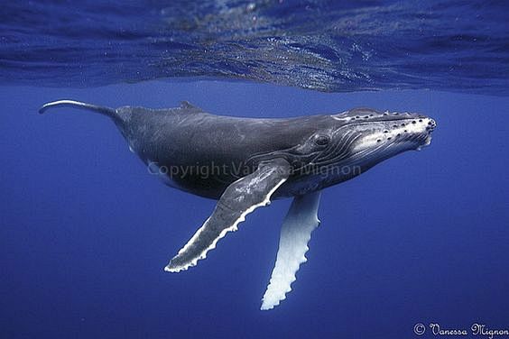 Humpback whale - Goo...