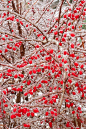 在冬季冰雪 的红色浆果 