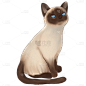 手绘-可爱猫咪动物元素贴纸9暹罗猫