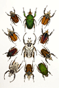 金龟子,甲虫,昆虫,鞘翅目
