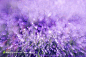 抽象紫色花卉背景高清图片