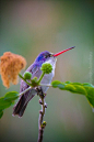 Colorful Hummingbird by Alex Arámburu on 500px