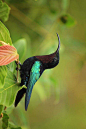 加勒比紫喉蜂鸟