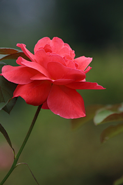 沐染雪采集到【花卉】花艺