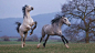 ask silver blog : ask the stallion