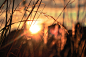 silhouette close-up photo of wheat field