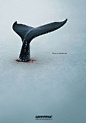 There Is A Little Left - Greenpeace Whale Protecting Poster | #greenpeace: 