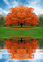Sugar maple in fall colours