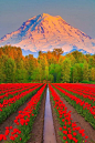 雷尼尔山，华盛顿
Mount Rainier, Washington