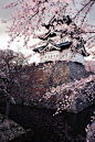 Hirosaki Castle, Japan: 