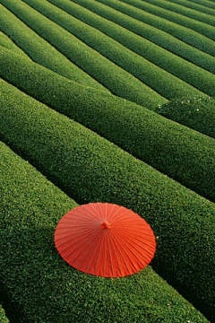 枫林青采集到杭州植物