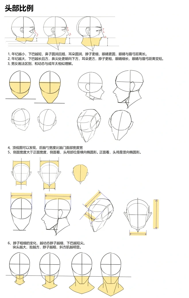 绘画笔记|人体结构 头部比例与体块汇总