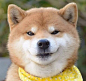 岛国一只叫Ryuji的柴犬，总爱露出霸道总裁式的邪魅狂狷笑容，感觉被撩到了 ​​​​