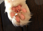 cat's paw :) by fay