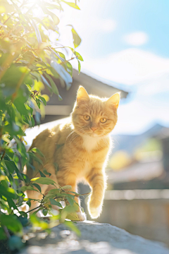 鴈王采集到猫猫猫