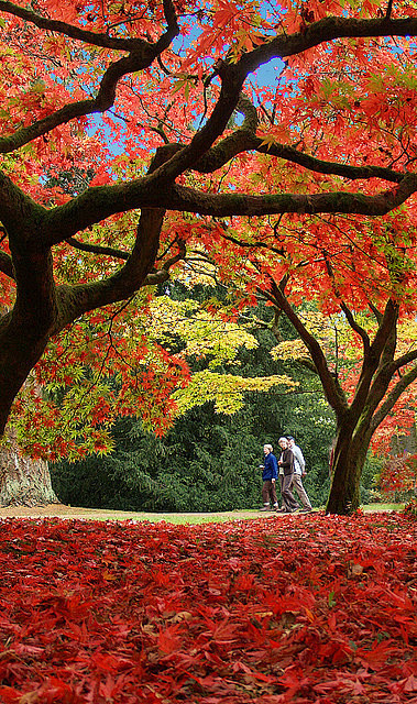 Westonbirt Arboretum...