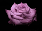 #摄影#  #玫瑰#  #微距#
Фото Сиреневая роза на черном фоне
