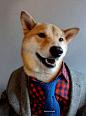 纽约的一个3岁柴犬，作为狗博客的主力模特，展现各种男装的风格。