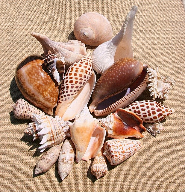 Shells from Florida'...