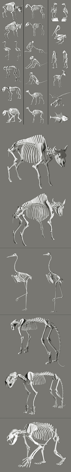 狂风悟天采集到骨骼