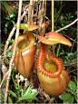 Unusual Rain Forest Animals | Rare Plants In The Rainforest - Save Rainforest