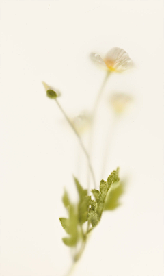 鸡蛋花的夏天采集到花